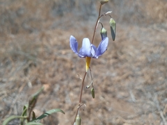 Conanthera bifolia