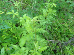 Trepocarpus aethusae