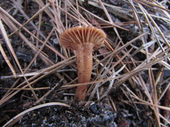Laccaria laccata pallidifolia