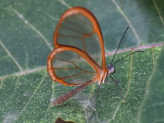 Pteronymia rufocincta