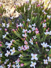 Lachnaea grandiflora