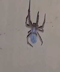 Araneae