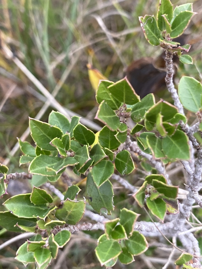 Rhamnus alaternus, 34380 Notre-Dame-de-Londres, France