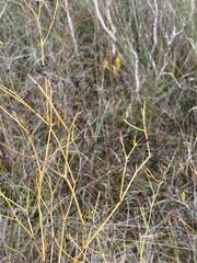 Bupleurum rigidum