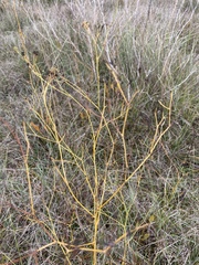 Bupleurum rigidum