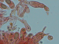 Laccaria laccata pallidifolia