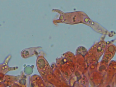 Laccaria laccata pallidifolia