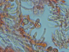 Laccaria laccata pallidifolia