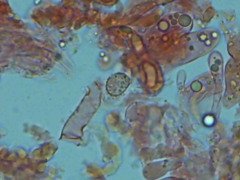 Laccaria laccata pallidifolia