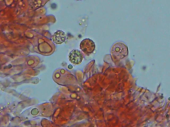 Laccaria laccata pallidifolia