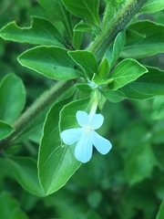 Dyschoriste rogersii