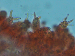 Laccaria laccata pallidifolia