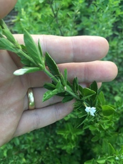 Dyschoriste rogersii