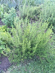 Dyschoriste rogersii