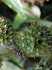 Epithema ceylanicum