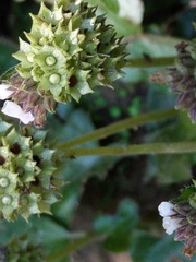 Epithema ceylanicum