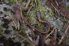 Plethodon dorsalis