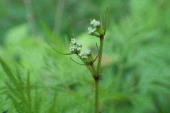 Trepocarpus aethusae