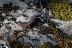 Plethodon dorsalis