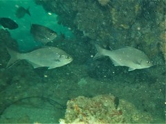 Kyphosus cornelii