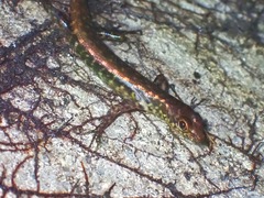 Sphenomorphus scotophilus