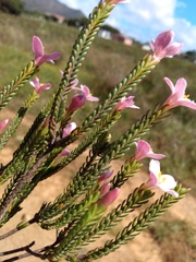 Lachnaea grandiflora
