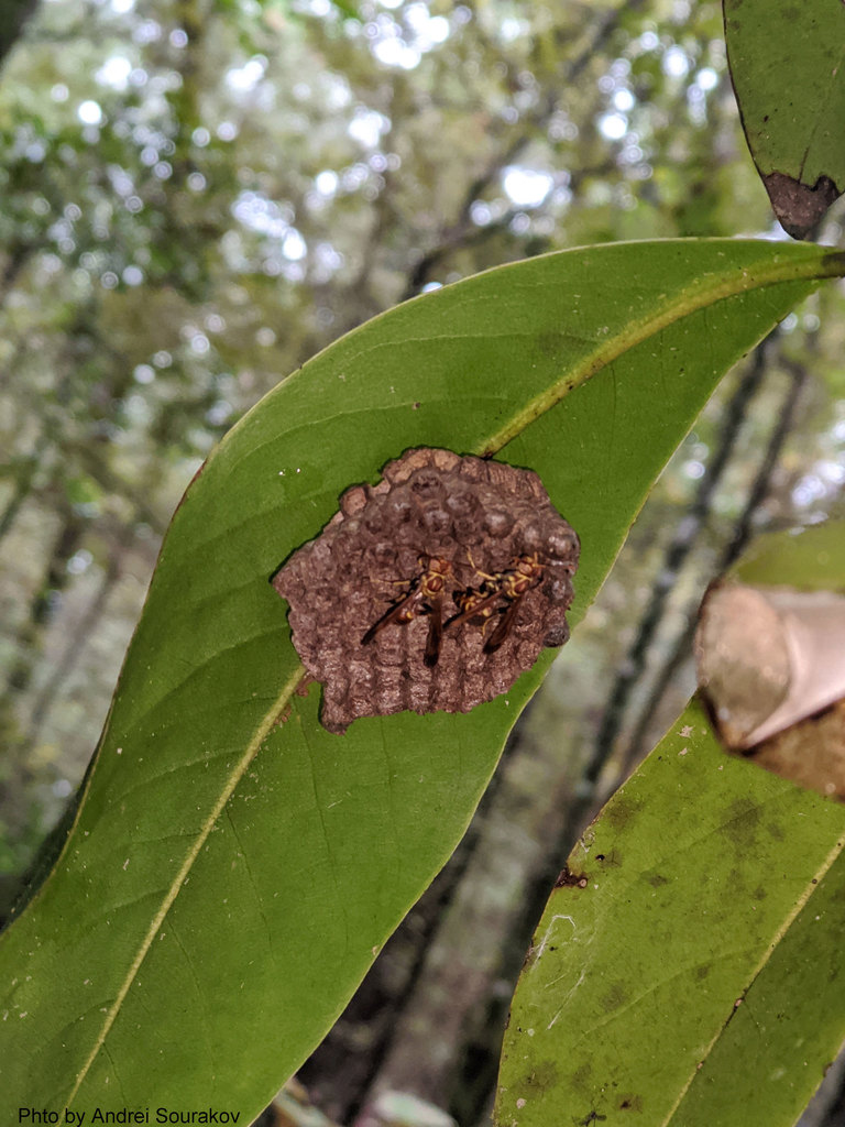 Mexican Paper Wasp from 11101 Millhopper Rd, Gainesville, FL 32653, USA ...