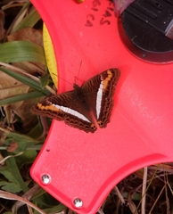 Adelpha corcyra