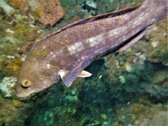 Notolabrus parilus