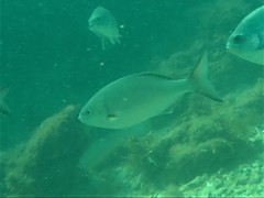 Kyphosus cornelii