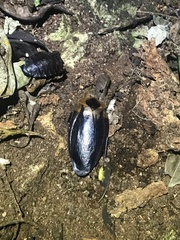 Blaberinae