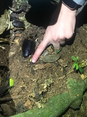 Blaberinae