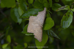 Strepsigonia robusta