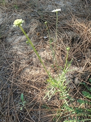 Pycnocomon rutifolium