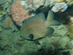 Plectroglyphidodon obreptus