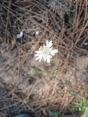 Pycnocomon rutifolium