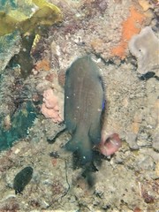 Plectroglyphidodon obreptus