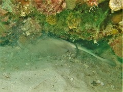 Trygonoptera personata