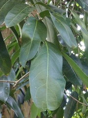 Hydnocarpus castaneus