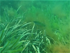 Halichoeres brownfieldi