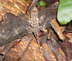 Anolis wilsoni