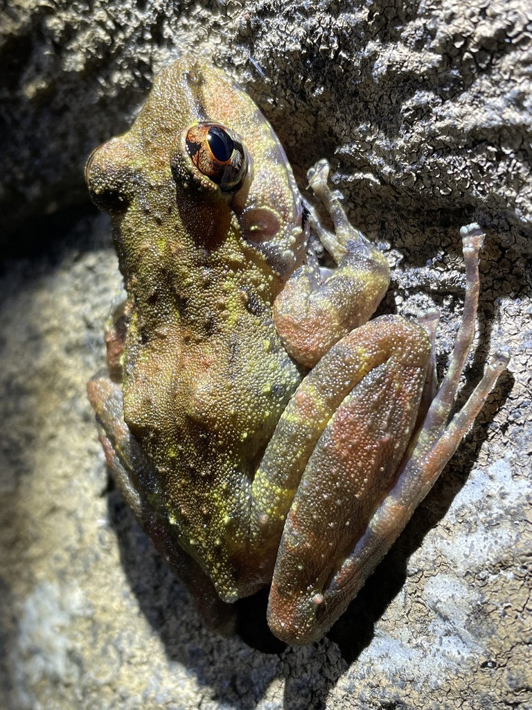 Southern Torrent Frog