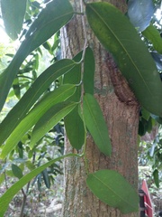 Hydnocarpus castaneus