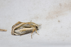 Alloasteropetes olivacea