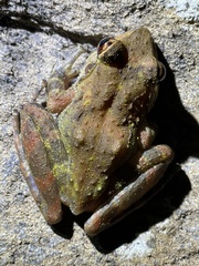 Arthroleptides yakusini