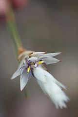 Johnsonia lupulina