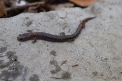 Plethodon dorsalis