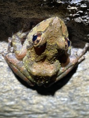 Arthroleptides yakusini