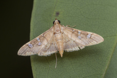 Prophantis
