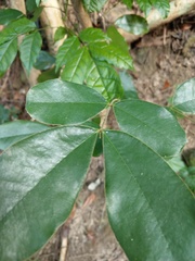 Dalbergia benthamii